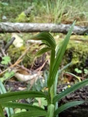 Pterostylis porrecta