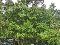 Cordia subcordata