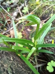 Pterostylis porrecta