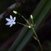 Libertia micrantha - Photo (c) Christopher Stephens, μερικά δικαιώματα διατηρούνται (CC BY-SA), uploaded by Christopher Stephens
