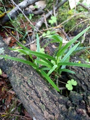 Pterostylis porrecta