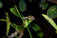 Mnesarchella