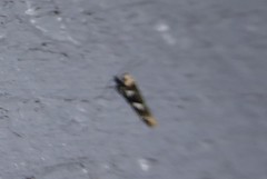 Pyroderces deamatella