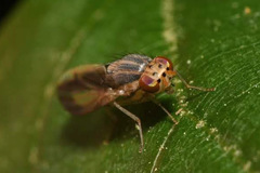 Peplomyza