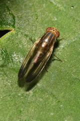 Peplomyza
