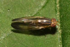 Peplomyza