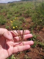 Eustachys paspaloides
