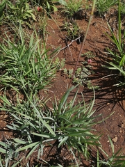 Eustachys paspaloides