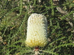 Banksia speciosa