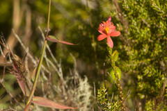 Epidendrum × obrienianum