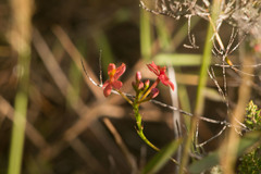 Epidendrum × obrienianum
