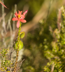 Epidendrum × obrienianum