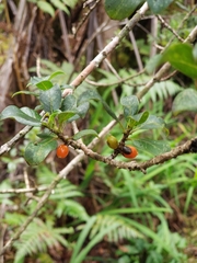 Coprosma ochracea