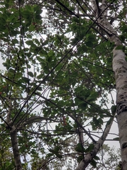 Coprosma ochracea