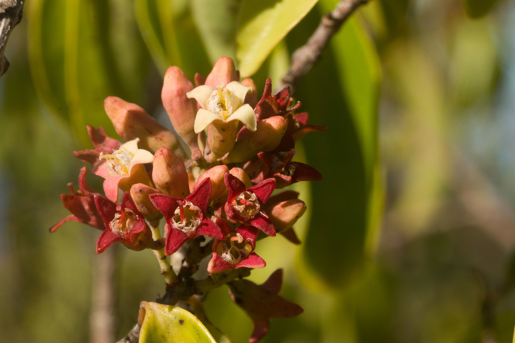 Santalum freycinetianum