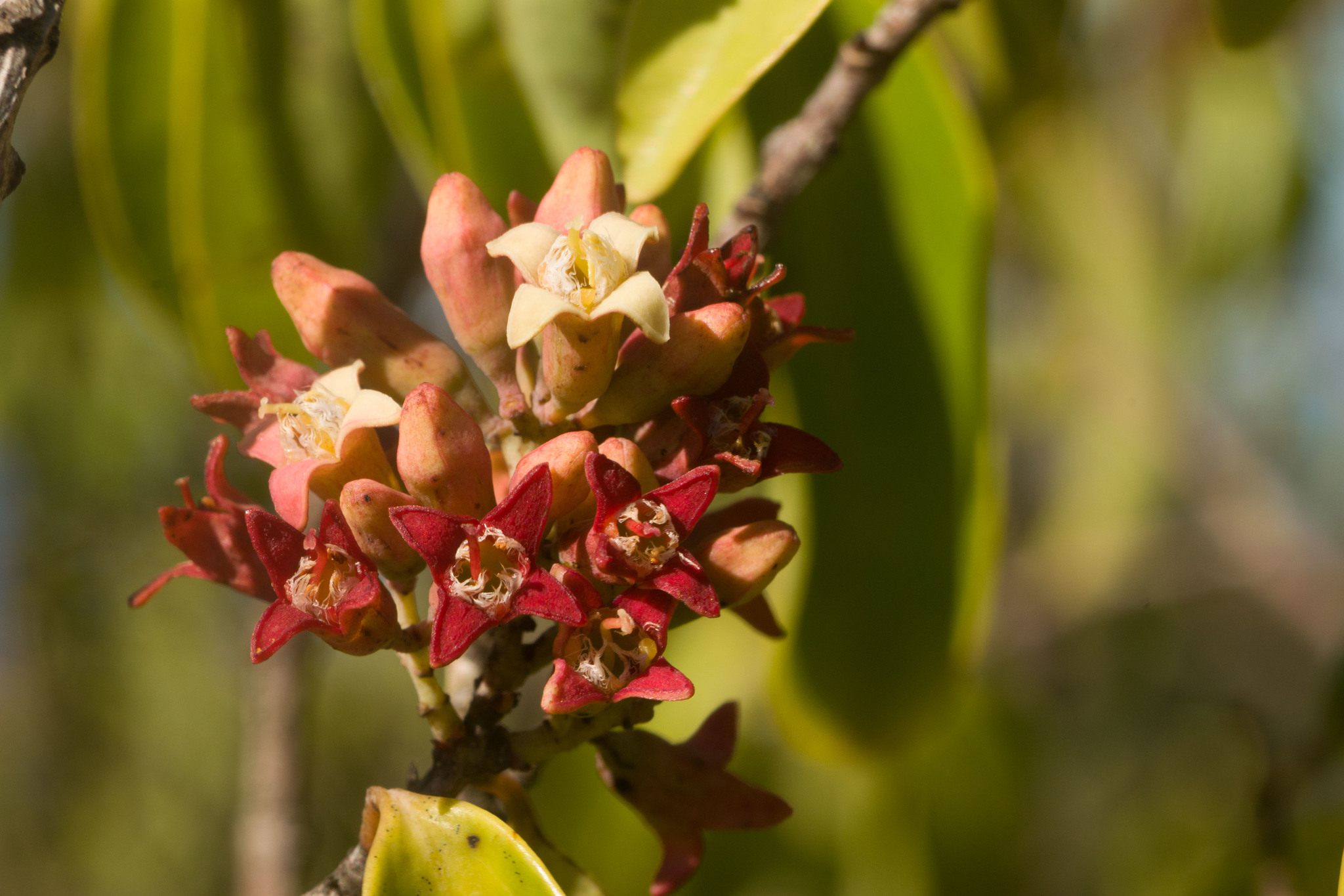Santalum freycinetianum