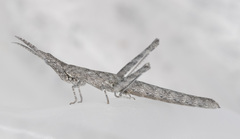 Morabidae