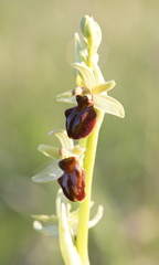 Ophrys sphegodes