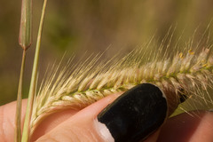 Cenchrus polystachios