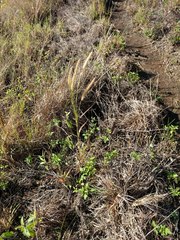 Cenchrus polystachios