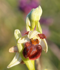 Ophrys sphegodes