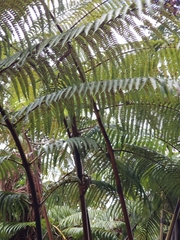 Cibotium glaucum