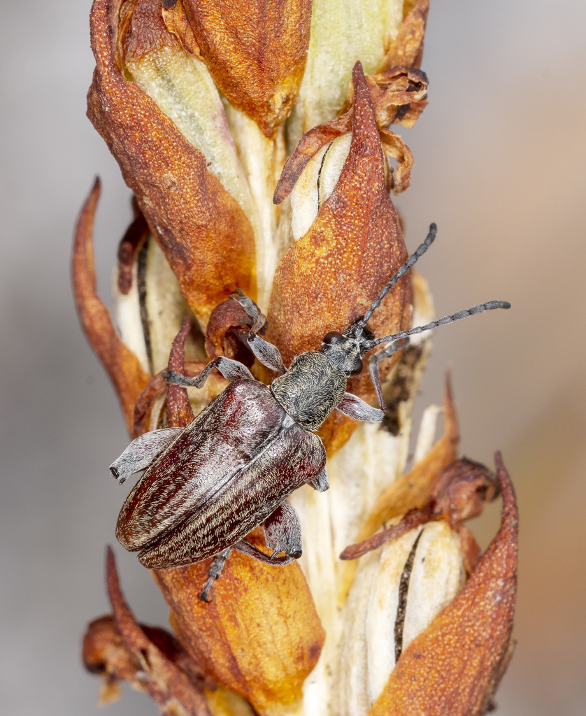 Diaphanops westermanni