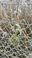 Marrubium vulgare — photo 3
