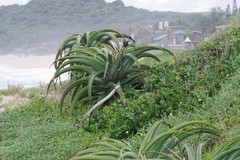Aloe thraskii