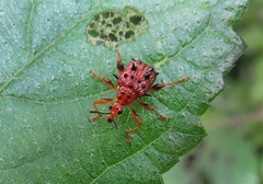 Hoplapoderus