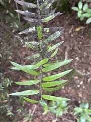 Podocarpus laetus