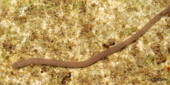 Baseodiscus delineatus