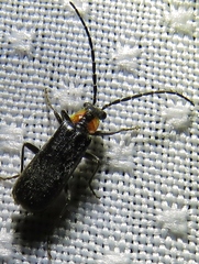 Rhagonycha lineola