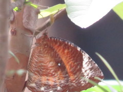 Elymnias hypermnestra