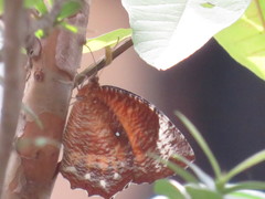 Elymnias hypermnestra