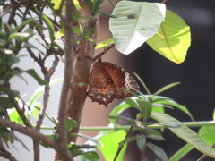 Elymnias hypermnestra