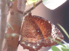 Elymnias hypermnestra