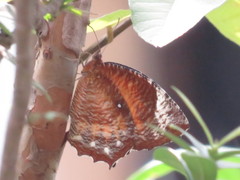 Elymnias hypermnestra