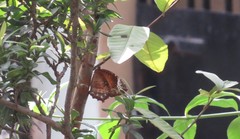 Elymnias hypermnestra