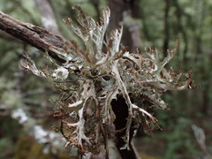Platismatia stenophylla