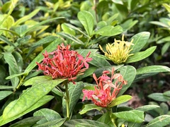 Ixora coccinea
