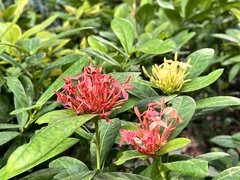 Ixora coccinea