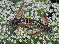 Temnostoma bombylans