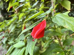 Malvaviscus penduliflorus