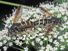 Temnostoma bombylans
