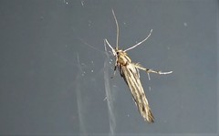 Stathmopoda plumbiflua
