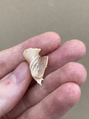 Amoria hunteri