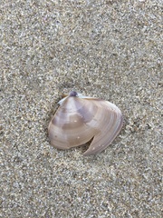 Austromactra contraria