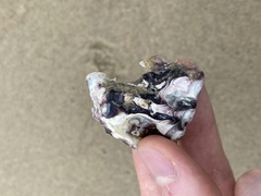 Saccostrea glomerata