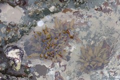 Sargassum incisifolium